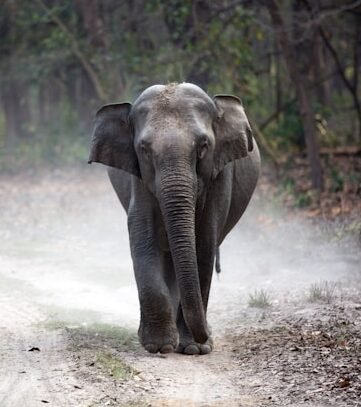 gautam arora dcnhbvhm2w8 unsplash