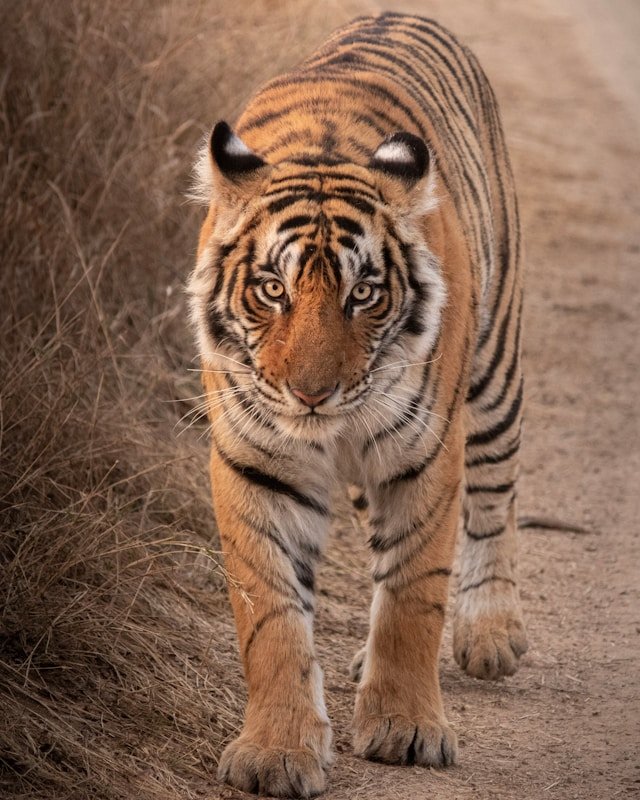 kartik iyer tnebcedlcqs unsplash