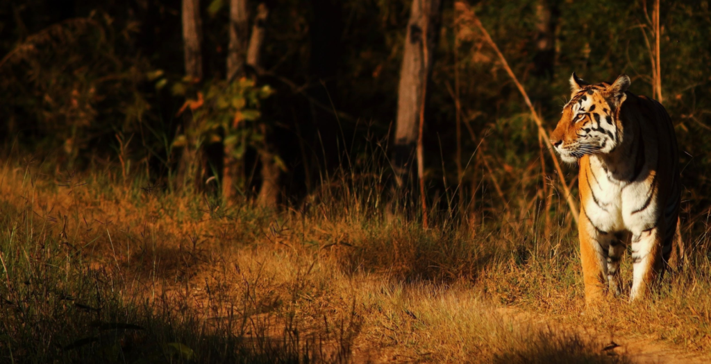 ranthambore